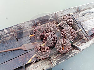 Atap or Nipa Palm is a Kind of Fruits, Found at on  the Riverside.