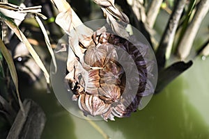 Atap Palm, seed Arenga pinnataPALMAEWurmb Merr.Nypa fruticans Wurmb.