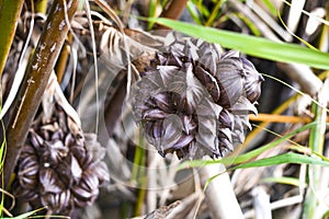 Atap Palm, seed Arenga pinnataPALMAEWurmb Merr.Nypa fruticans Wurmb