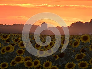 Atardecer entre un campo de girasoles photo