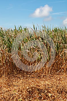 Ð¡atastrophic drought and heat in Europe, nature disaster, yellow dead corn fields