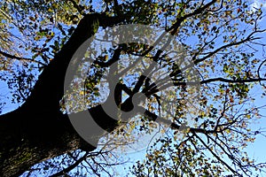 Ataturk Arboretum botanic park on Autumn, Istanbul