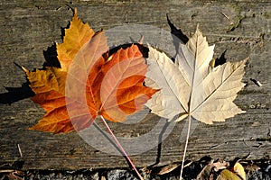 Ataturk Arboretum botanic park on Autumn, Istanbul