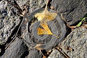 Ataturk Arboretum botanic park on Autumn, Istanbul