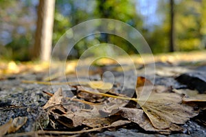 Ataturk Arboretum botanic park on Autumn, Istanbul