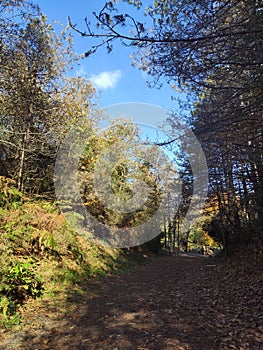 Ataturk Arboretum botanic park on Autumn, Istanbul