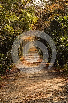 Arboretum in autumn colors, very beautiful leaves and landscape photo