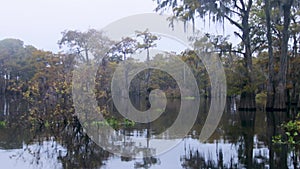 Atchafalaya swamp footage from airboat in fall