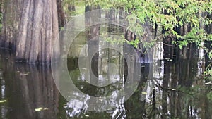 Atchafalaya swamp footage from airboat in fall