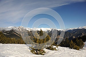 They ate on the slopes of the mountains of the Principality of Andorra, the Pyrenees, Europe.