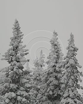 Ate under a snow blanket in the Zyuratkul national Park.