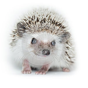 Atelerix albiventris, African pygmy hedgehog.