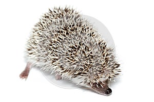 Atelerix albiventris, African pygmy hedgehog.