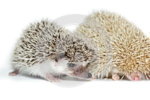 Atelerix albiventris, African pygmy hedgehog.