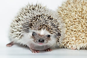 Atelerix albiventris, African pygmy hedgehog.