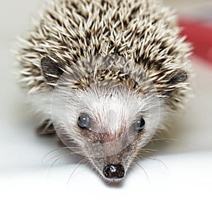 Atelerix albiventris, African pygmy hedgehog.