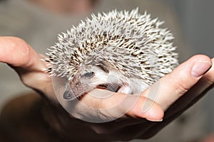 Atelerix albiventris, African pygmy hedgehog.