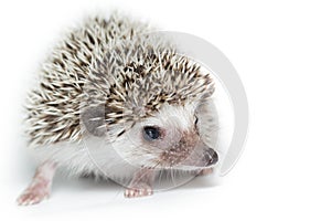 Atelerix albiventris, African pygmy hedgehog.