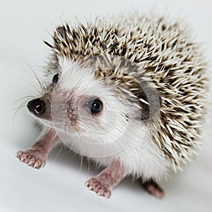 Atelerix albiventris, African pygmy hedgehog.