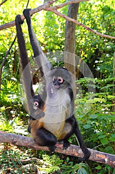 Ateles geoffroyi Spider Monkey Central America