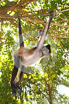 Ateles geoffroyi Spider Monkey Central America