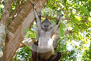 Ateles geoffroyi Spider Monkey Central America