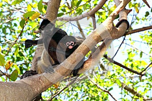 Ateles geoffroyi Spider Monkey Central America