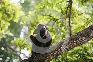 Ateles geoffroyi vellerosus Spider Monkey in Panama