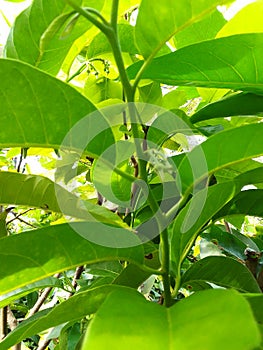 Atemoya Sugar Apple, Ornamental plants can be planted in the yard, the name is anona fruit or other people call it benunu. photo