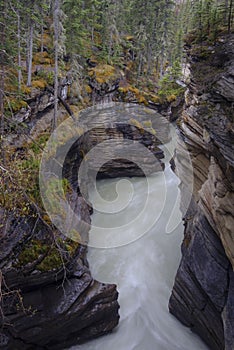 Athabasca Falls in the Rocky Mountains of Canada. Between the cliffs above the water stuck logs. Cloudy day in Jasper