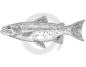 Athabasca rainbow trout or Oncorhynchus mykiss Freshwater Fish Cartoon Drawing