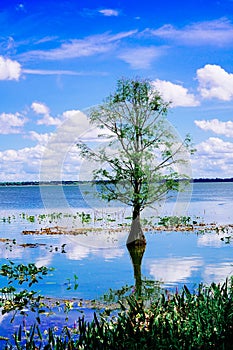 aThe landscape of Lake parker in Lakeland, Florida