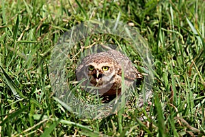 Athene cunicularia with open beak