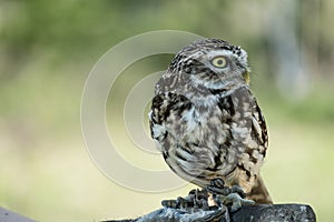 Athene Noctua aka Little Owl