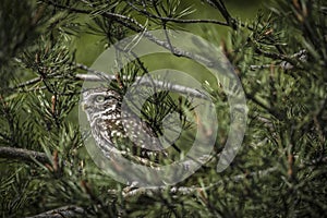 Athene Noctua aka Little Owl