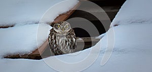 Athene noctua the little owl sits in the snow in the winter in a hole in the roof and watches the surroundings