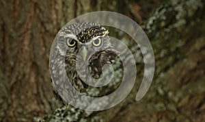 Athene noctua little owl in a tree