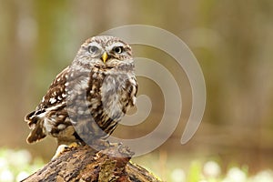 Athene noctua owl