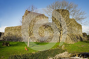 Athenry Castle in Autumn