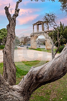 Athens, Attica - Greece. The Arch of Hadrian, most commonly known in Greek as Hadrian`s Gate as seen through an old tree at sunset