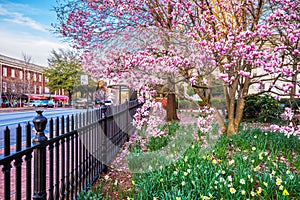 Athens, Georgia, USA in Spring