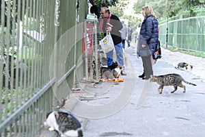 Athens, Greece / Dec 16.2018 An elderly man and a woman are fed homeless animals, cats, dogs. The concept of mercy, kindness