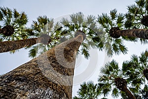 Athens, Greece, national garden, looking up along palm trees trunks, against cloudy sky