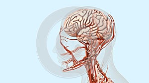 Atherosclerotic cardiovascular disease and stroke