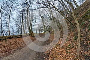 Athlete trailrunning through a forest