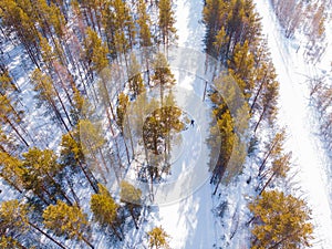 Athlete trains cross country skiing in winter on snow covered track in forest stadium. Aerial top view