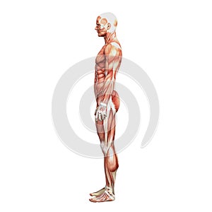 Athletic male human anatomy and muscles