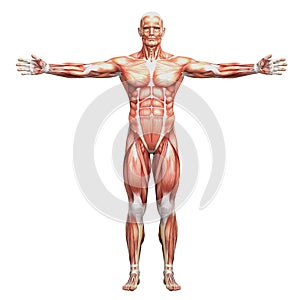 Athletic male human anatomy and muscles