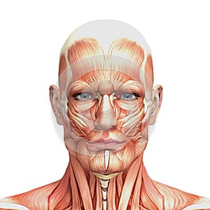 Athletic male human anatomy and muscles