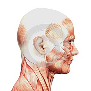 Athletic male human anatomy and muscles